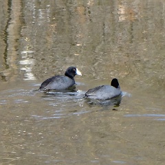 fulica americana